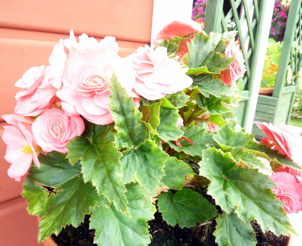 Begonia