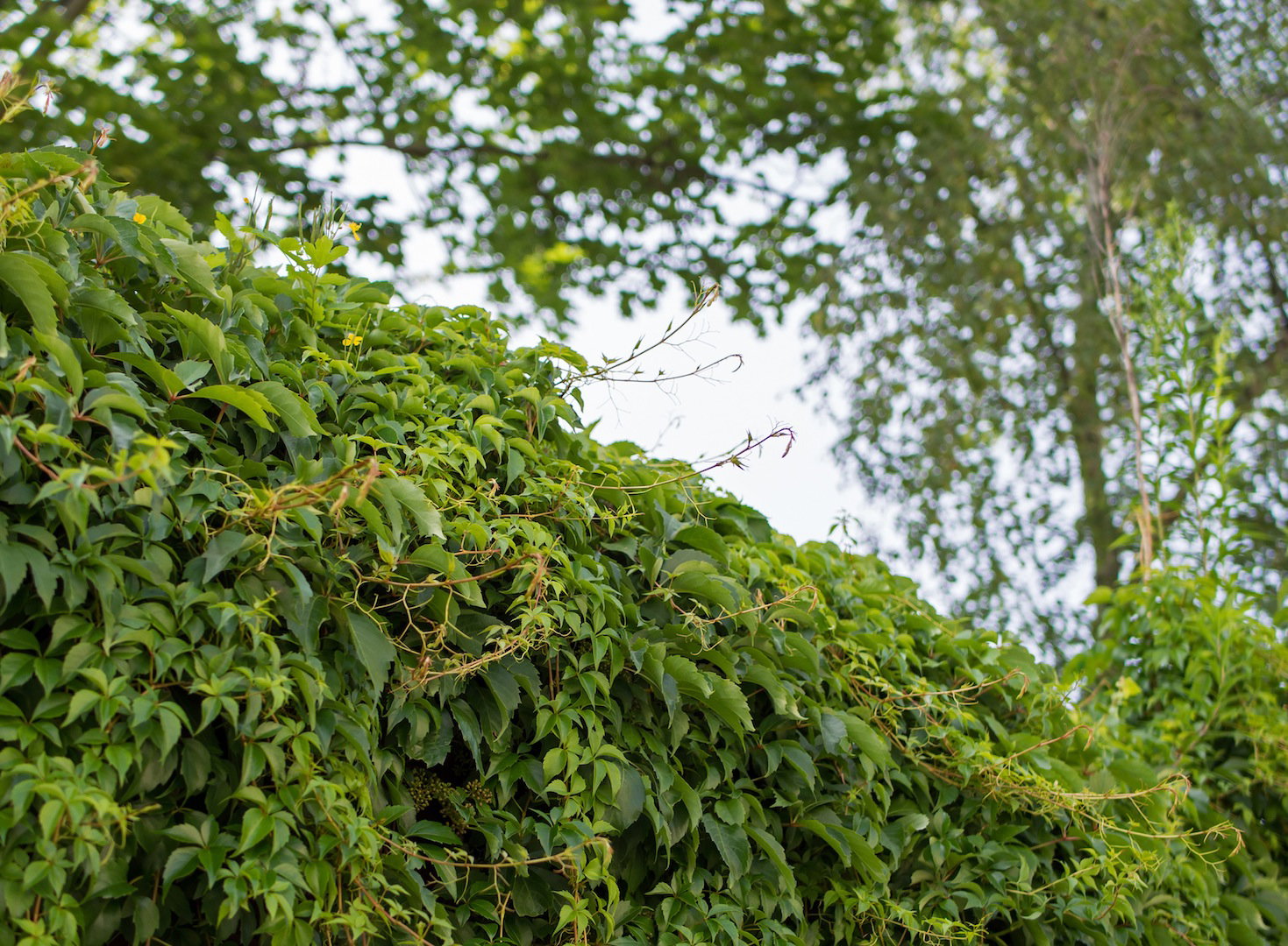 Bluszcz pospolity (hedera helix) podwyższa wilgotność powietrza, pozytywne wpływając na jego jakosć (zdj.: Fotolia.com) 