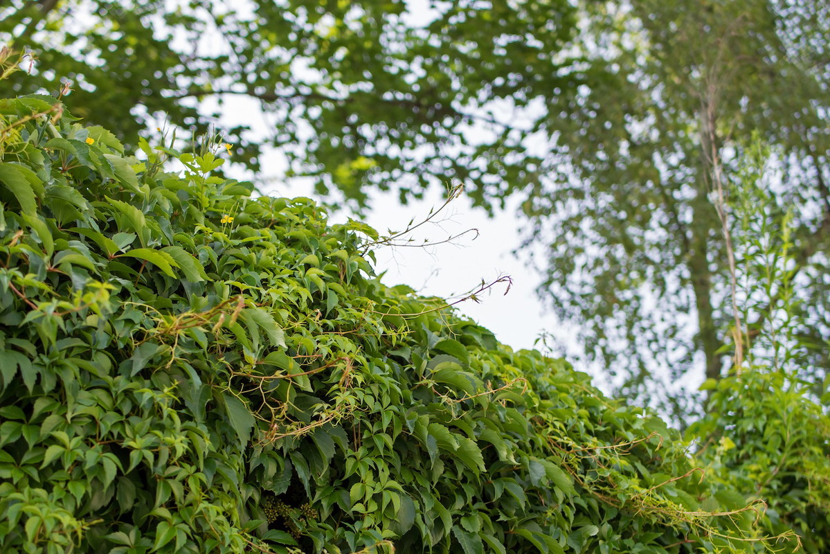 Bluszcz pospolity (hedera helix) podwyższa wilgotność powietrza, pozytywne wpływając na jego jakosć (zdj.: Fotolia.com)