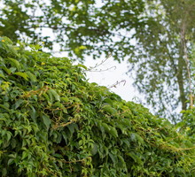 Bluszcz pospolity (hedera helix) podwyższa wilgotność powietrza, pozytywne wpływając na jego jakosć (zdj.: Fotolia.com)