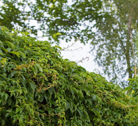 Bluszcz pospolity (hedera helix) podwyższa wilgotność powietrza, pozytywne wpływając na jego jakosć (zdj.: Fotolia.com)