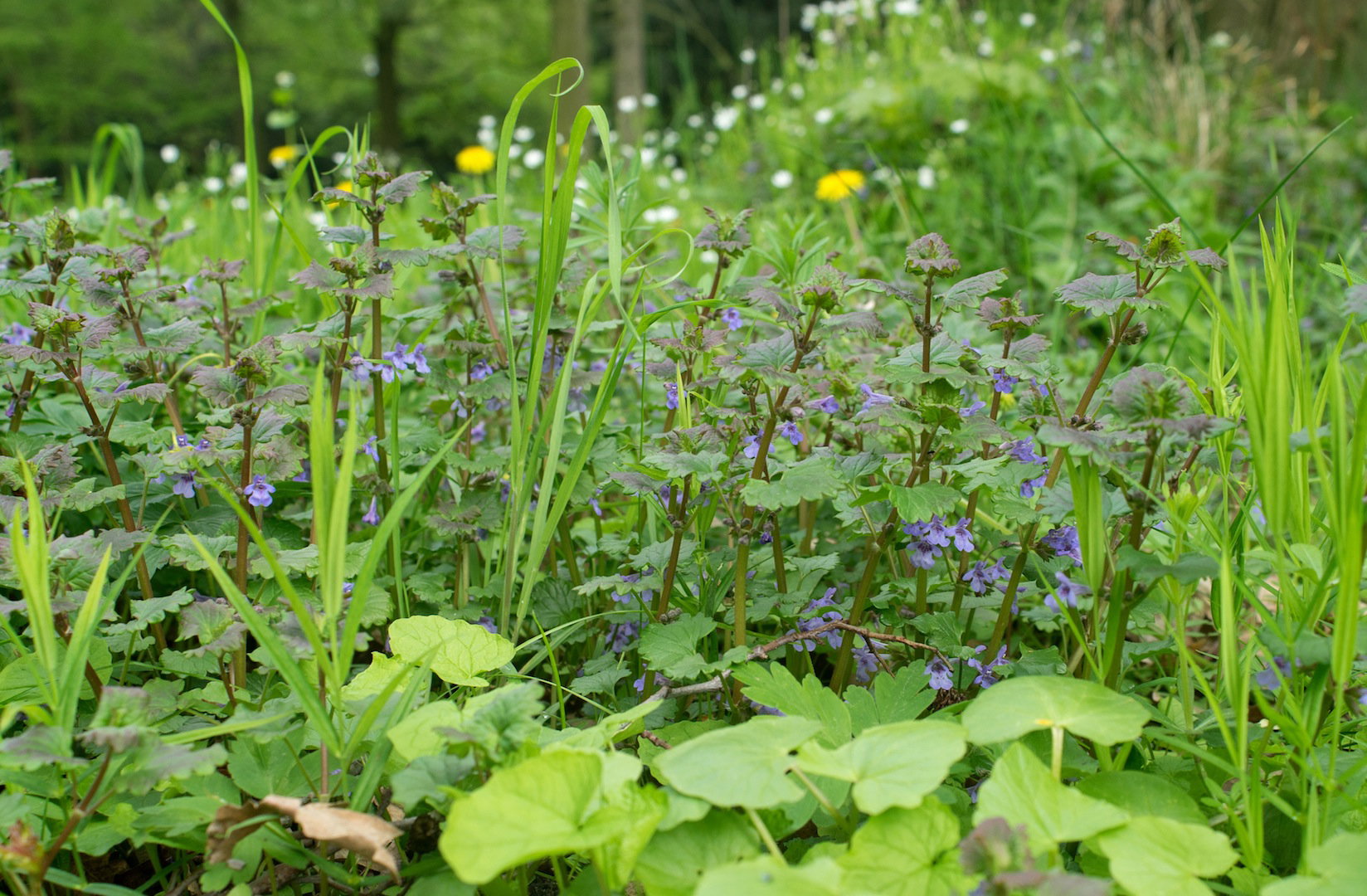 Bluszczyk najczęściej spotykany jest na łąkach lub w okolicach skupisk drzew (zdj.: Fotolia.com)