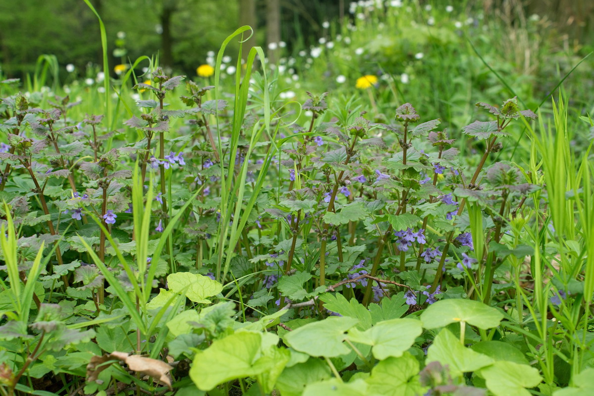 Bluszczyk najczęściej spotykany jest na łąkach lub w okolicach skupisk drzew (zdj.: Fotolia.com)