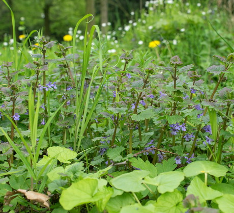 Bluszczyk najczęściej spotykany jest na łąkach lub w okolicach skupisk drzew (zdj.: Fotolia.com)