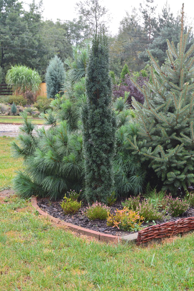 Cis w towarzystwie wrzosów. 