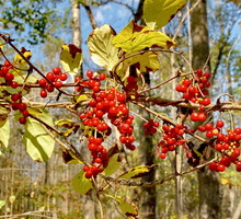 Cytryniec pomaga nie tylko owocami. Z liści rośliny można zaparzać leczniczą "herbatkę" o smaku zielonej herbaty z cytryną (zdj.: Fotolia.com)