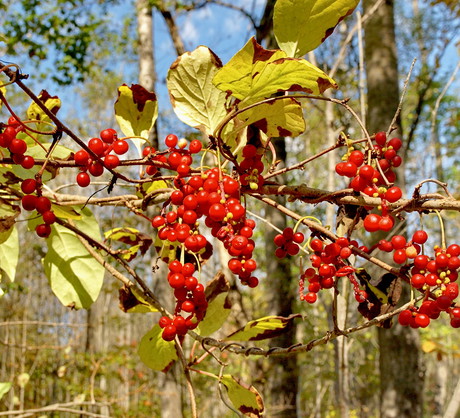 Cytryniec pomaga nie tylko owocami. Z liści rośliny można zaparzać leczniczą "herbatkę" o smaku zielonej herbaty z cytryną (zdj.: Fotolia.com)