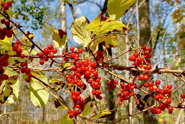 Cytryniec pomaga nie tylko owocami. Z liści rośliny można zaparzać leczniczą "herbatkę" o smaku zielonej herbaty z cytryną (zdj.: Fotolia.com)
