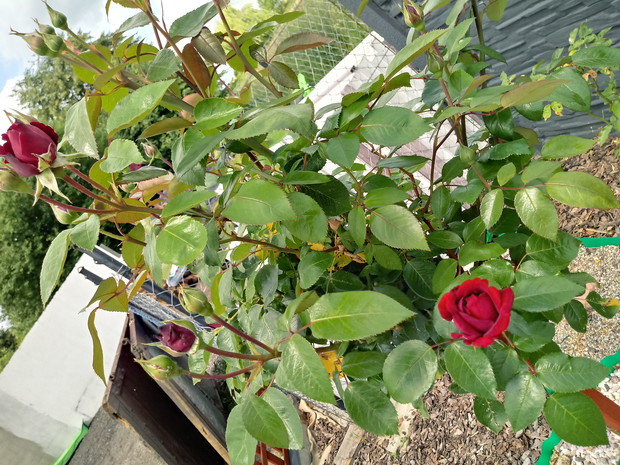 Czerwona ślicznotka