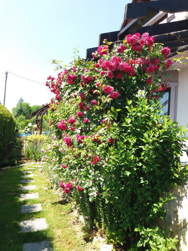 Cztery drewniane słupy porośnięte różami i powojnikami