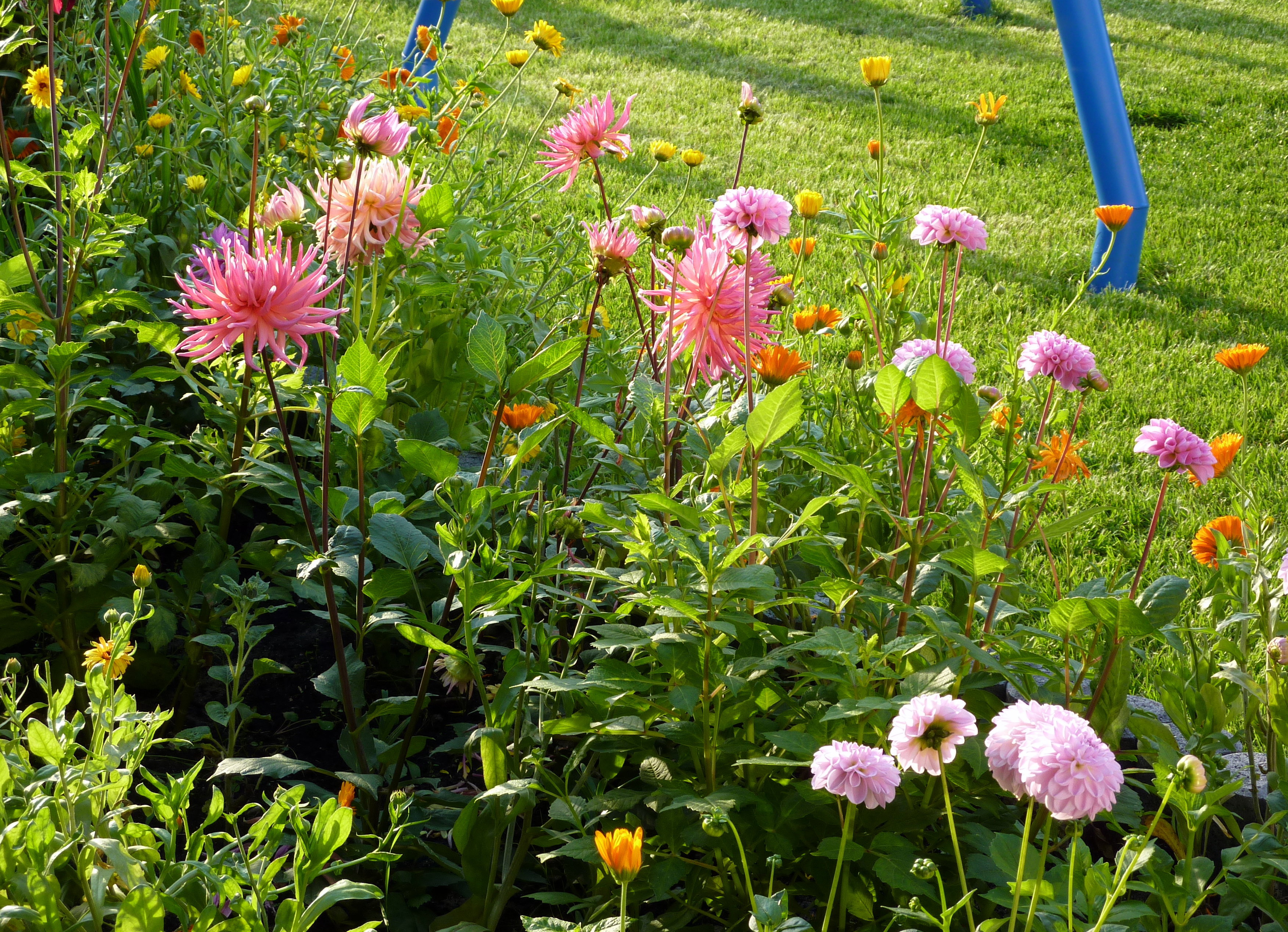 Dalie kaktusowe, pomponowe