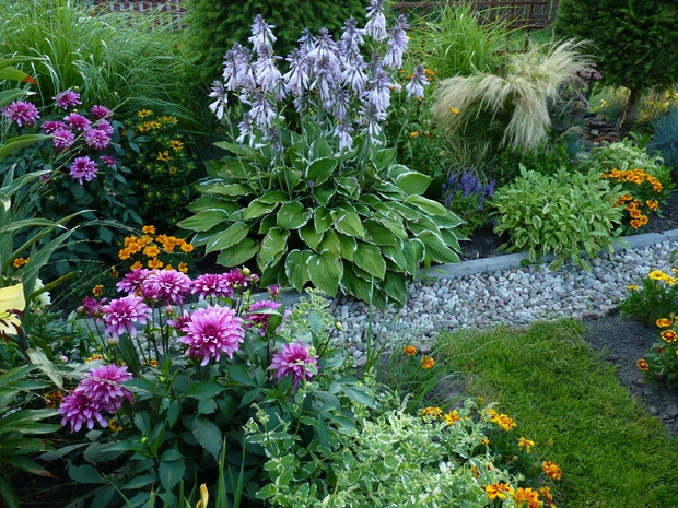 Dalie w letniej rabacie