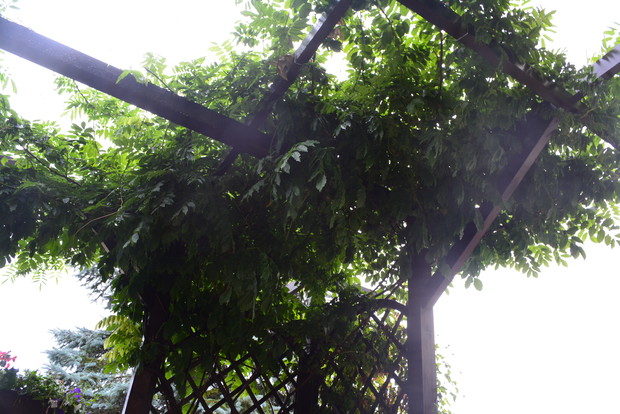 Dla wisterii podporą stała się drewniana konstrukcja przy tarasie