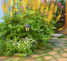 Dostojne i urodziwe języczki dzięki swojej nieszablonowej urodzie naturalnie odnajdują się w roli przydomowej dekoracji (zdj.: Fotolia.com)