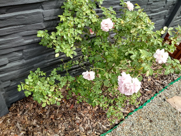 Drobne i ślicznie jasno różowe różyczki