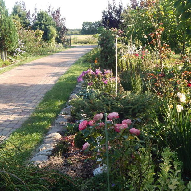 Droga wśród kwiatów