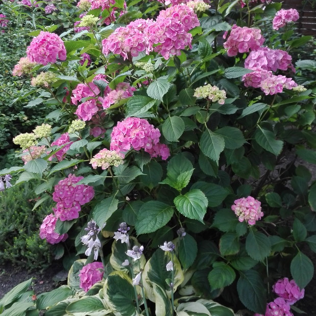 Dużo radości  dają nam liczne krzewy hortensji ogrodowej, samodzielnie wyhodowane.
