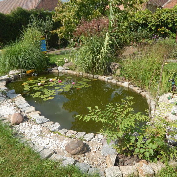 Grzybienie kwitnące w oczku wodnym