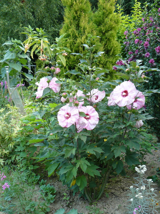 Hibiskus bagienny w roli głównej.