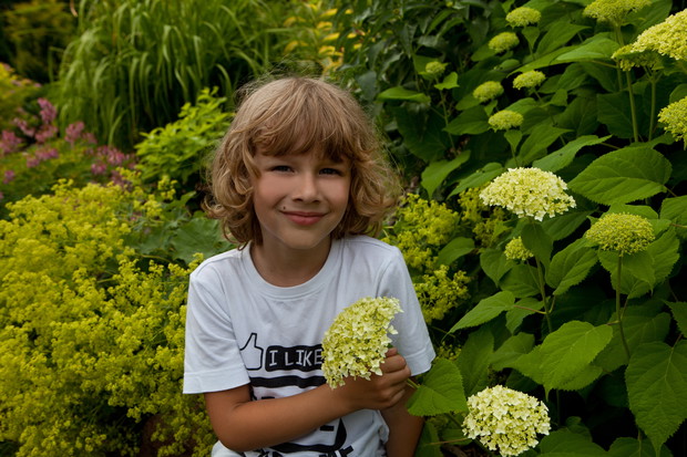 Hortensje, ulubione kwiaty Naszego Marcela.