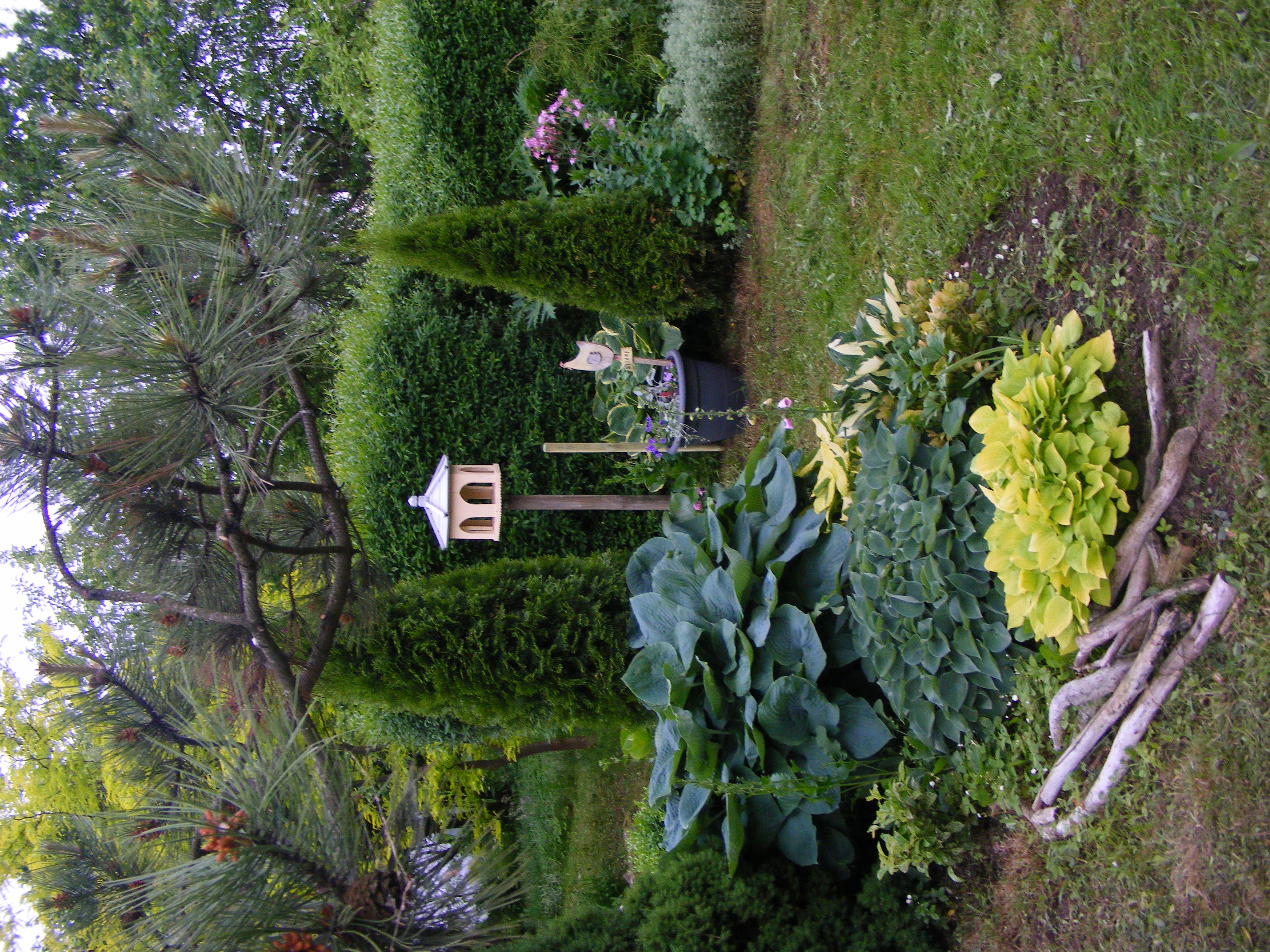 Hosty, karmik i żółtolistna glediczja. 