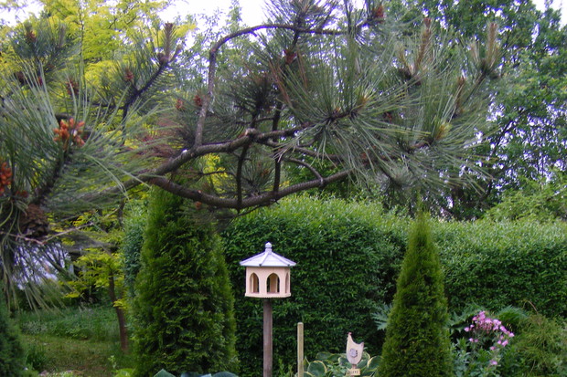 Hosty, karmik i żółtolistna glediczja.