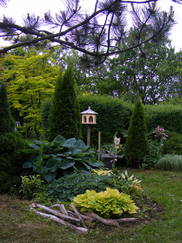 Hosty, karmik i żółtolistna glediczja. 