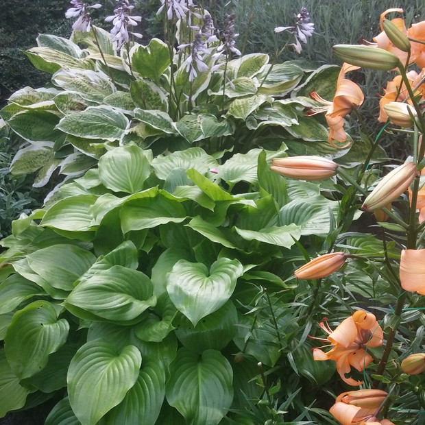 Hosty świetnie się czują w sąsiedztwie lilii.