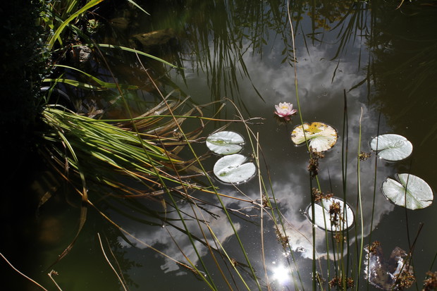 Jej Wysokość Lilia Wodna