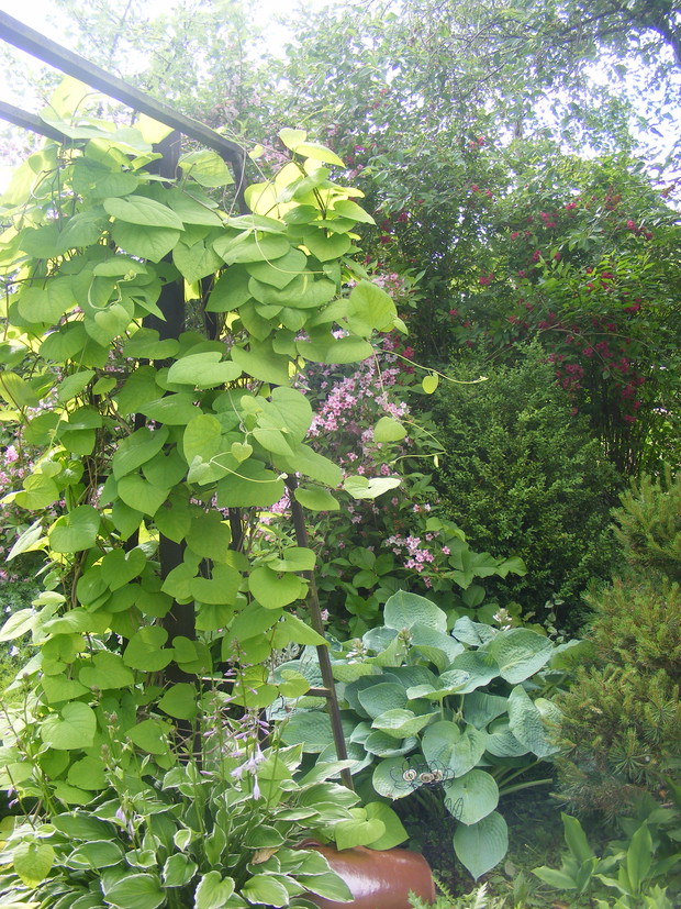 Kokornak i krzewuszki. 