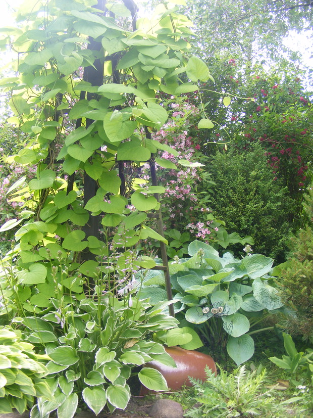 Kokornak i krzewuszki. 