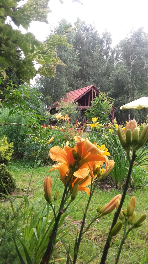 Kolekcja polskich odmian liliowców