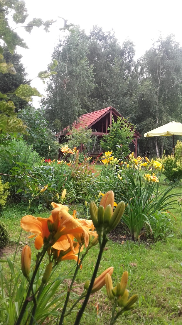 Kolekcja polskich odmian liliowców