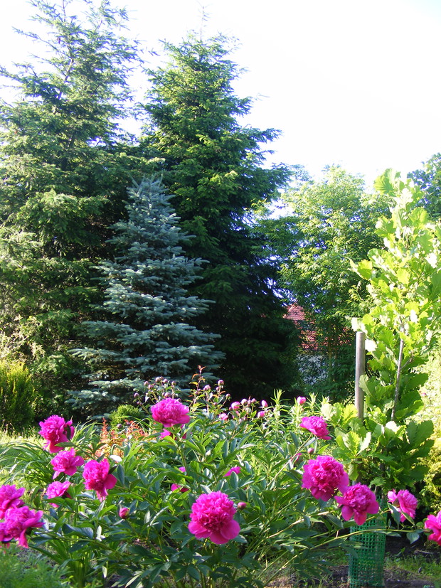 Kolekcja polskich odmian piwoni. 