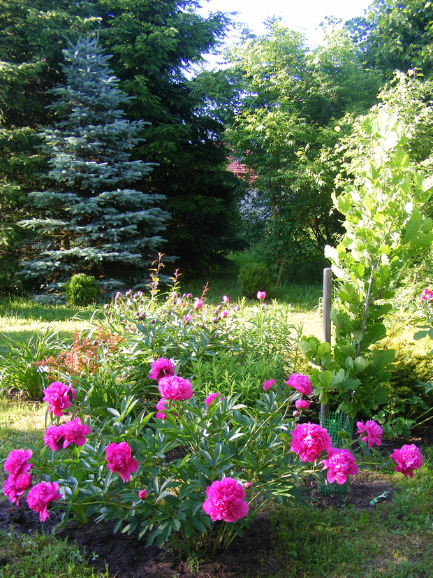 Kolekcja polskich odmian piwoni. 