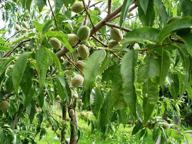 Koniec maja migdały jeszcze zielone.
