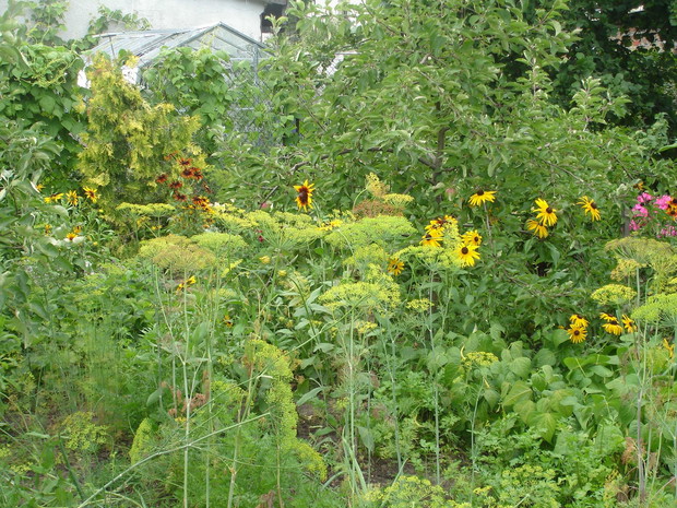 Koperek do kiszenia ogórków.