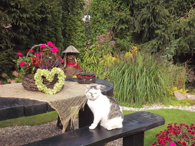 Kot na swoich włościach. 