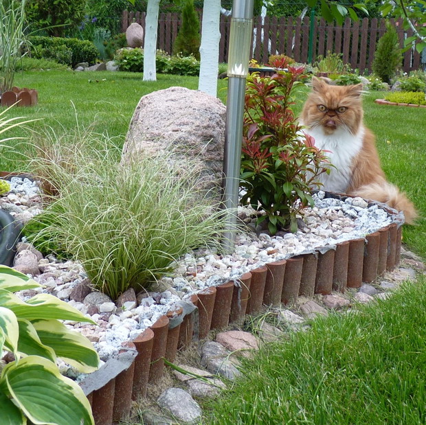 Kotka Gabi przy oczku wodnym