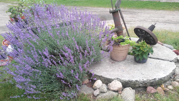 Lawenda przy studni 
