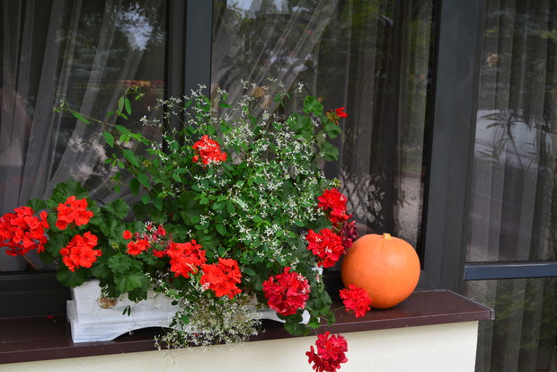 Letnia kompozycja z nutką jesienną