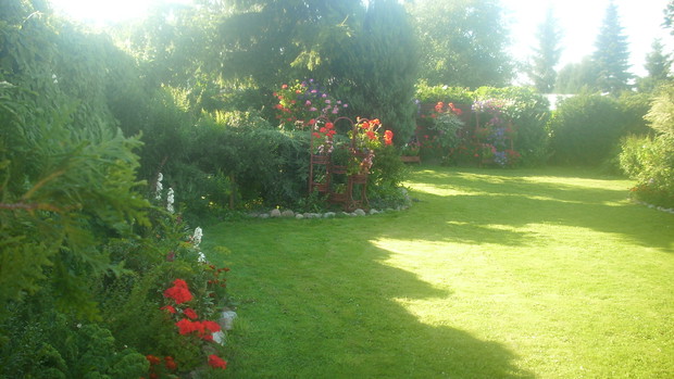 lewkonije,pelargonije,iglaki...wzystko razem