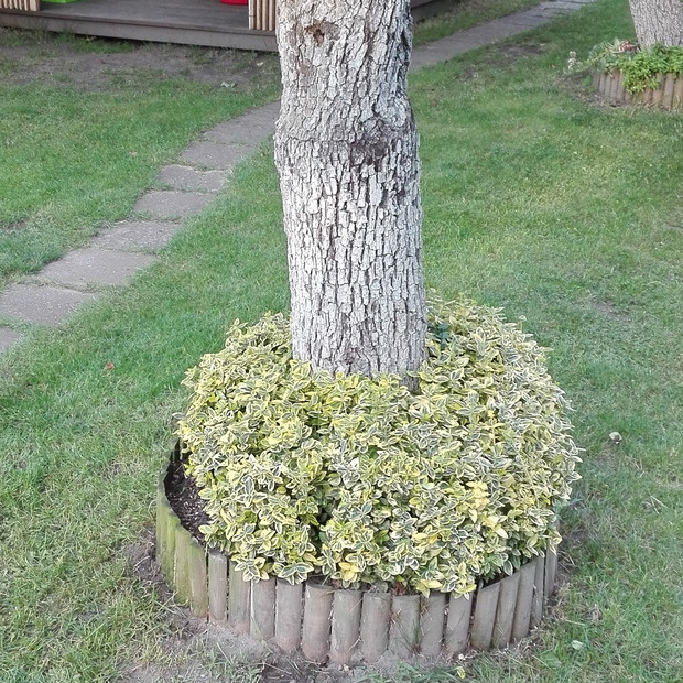 Liczne drzewa owocowe otoczone są obwódką z roślinami, najczęściej skalniakami czy trzmieliną  co jakiś czas przycinaną.