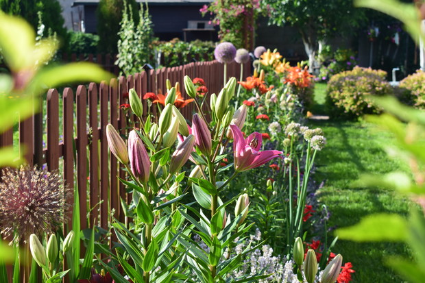 Lilie wraz z m.in. czosnkami ozdobnymi 