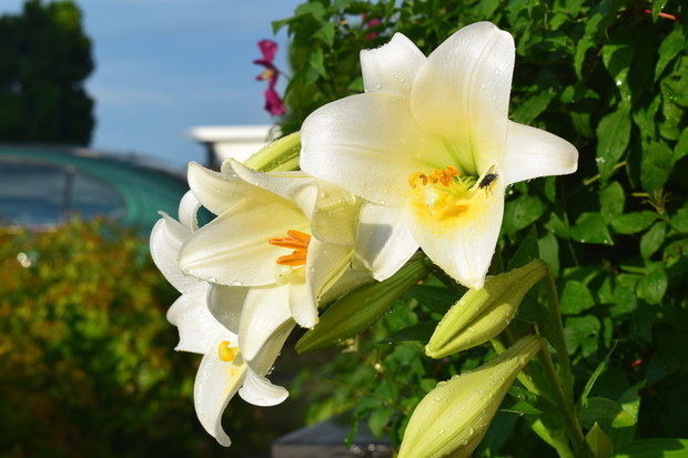 Lilie z grupy trąbkowych