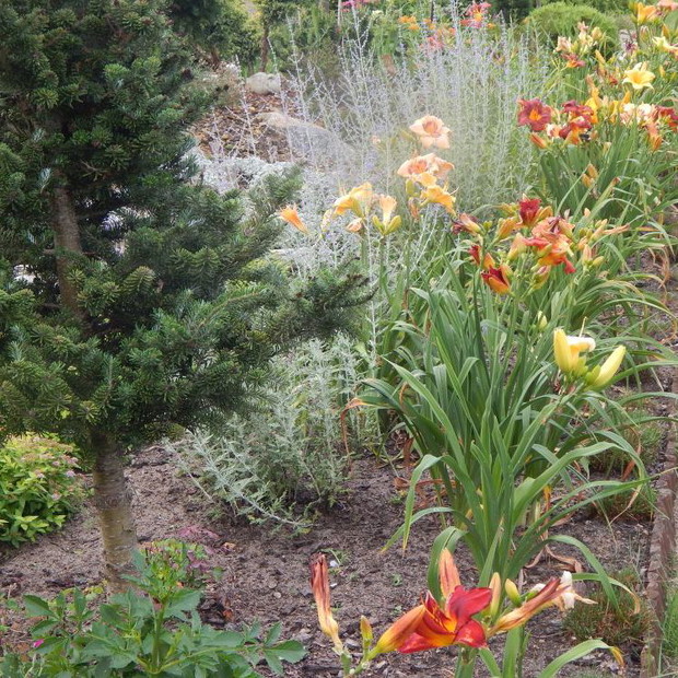 Liliowce , perowskia