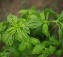 Liście bazylii nie nadają się do konserwowania, nie jest to jednak problem - roślina jest wytrzymała i przy odpowiedniej pielęgnacji szybko obradza w nowe pędy i liście (zdj.: Fotolia.com)