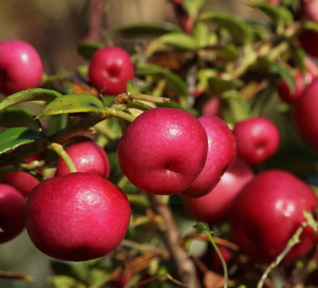 Łudząco podobne do młodych jabłek owoce pernecji chilijskiej długo utrzymują się na gałązkach, czyniąc z rośliny wyjątkową dekorację balkonową (zdj.: Fotolia.com)