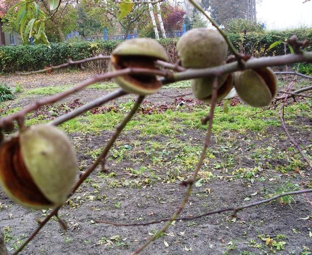 Migdały już czekają na zerwanie