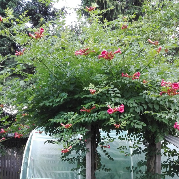 Milin amerykański ma już kilka lat i co roku jego pędy są coraz bardziej okazałe.